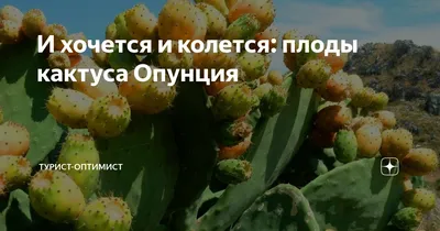 картинки : фрукты, Пища, производить, Овощной, цветущее растение, опунция,  Плоды кактусов, Наземный завод, Нопал, Варварский рис 2359x2383 - - 1054940  - красивые картинки - PxHere