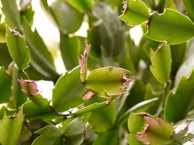 Кактус с листьями фото