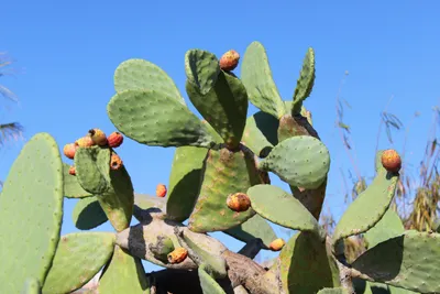 🌵Есть ли у кактусов листья? | Мир вокруг нас | Дзен