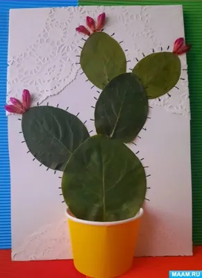 Лесной кактус Эпифиллум угловатый | Книга растений | Дзен