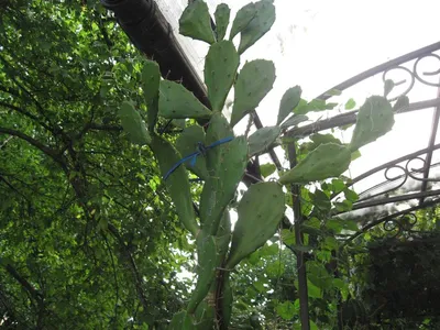 Кактус пахиподиум с листьями - цветение, особенности выращивания