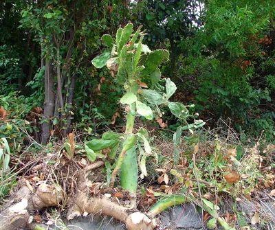 Кактус с листьями на зеленой предпосылке Стоковое Изображение - изображение  насчитывающей зеленый, изолировано: 25239479