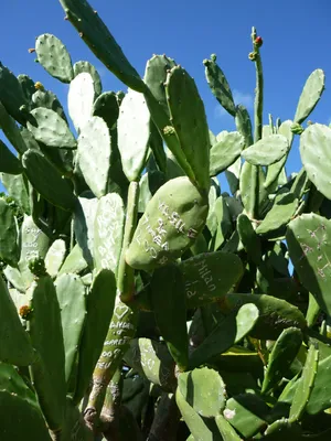 Переския — цветущий лиственный кактус. Уход в домашних условиях. Фото —  Ботаничка