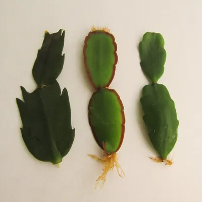 25 уникальных, редких и просто кактусов, которые стоит вырастить, если вы  любите кактусы и суккуленты | Кактусач | Дзен