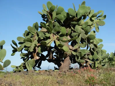 Зеленый сочный кактус с листьями tajinaste echium | Премиум Фото