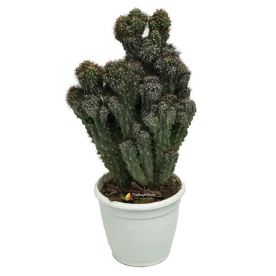 Cereus Peruvianus Monstrose ,Cactus - Plant | TheBaghstore - All Indoor  Plants