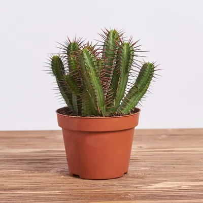 Cereus repandus - Peruvian Apple Cactus Cacti Cactus | Baker City, Oregon —  The Succulent Hub