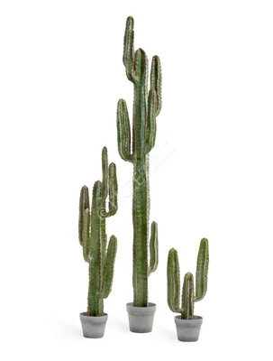 Giant Cactus Cereus Peruvianus CUTTINGS the Low Maintenance King - Etsy