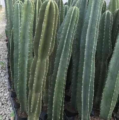 Spiral Cactus 'Cereus forbesii spiralis' - Order Online | Planet Desert