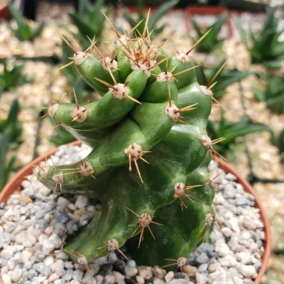 Cereus peruvianus | Отдел «Ботанические экспозиции»