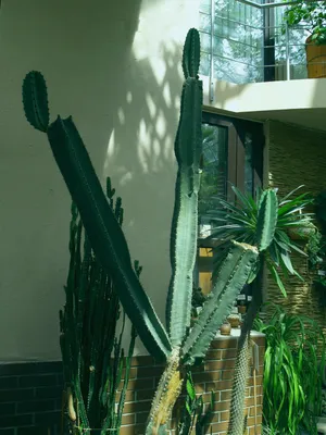 Cereus Cactus (cereus Validus) by Maxine Adcock