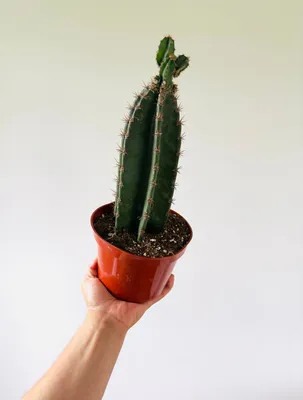 Cereus peruvianus - Cactus Jungle