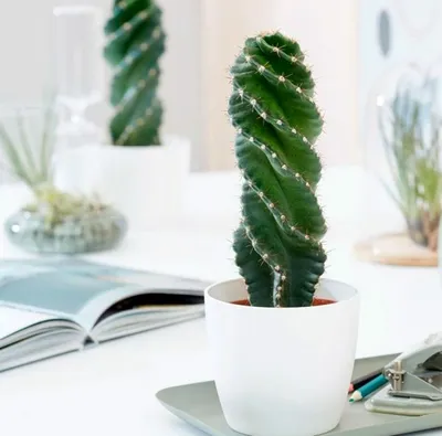 Cereus azureus - Giromagi Cactus and Succulents