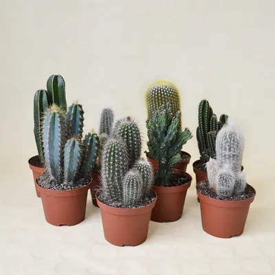 Collection 8 Cereus mix Ø 10,5 cm - CactusMania