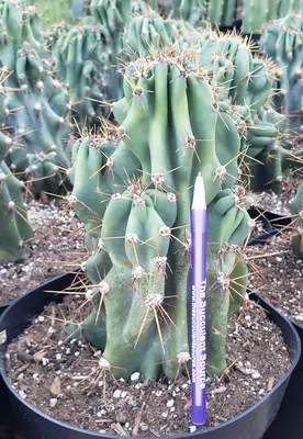 EC99 EXACT Cereus Peruvianus Monstrose Cactus Potted 10-12\" - Wedding  Succulent Favors for Sale Bulk Succulents