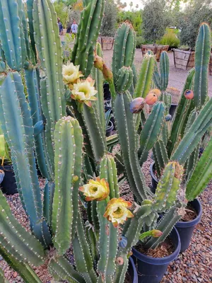 Large Cereus Peruvian 'spiralis' Spiral Cactus Specimen Majestic Pillar  Stable Spirals Free Shipping - Etsy