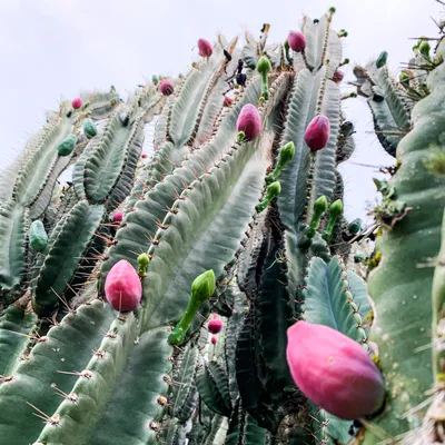 Peruvian Apple Cactus - Cereus peruvianus repandus – Wellspring Gardens