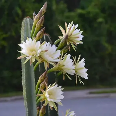 Peruvian Apple Cactus (Cereus peruvianus) Miami: Desertscapes - Local Cacti  and Succulents Plants Delivery Miami, Florida