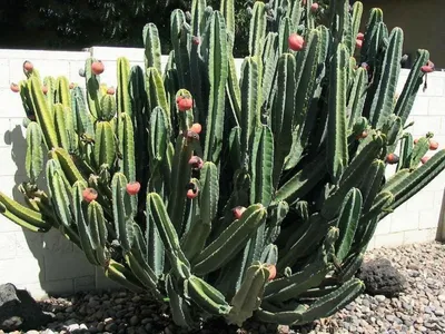 Cereus hildmannianus (Hedge Cactus) - World of Succulents