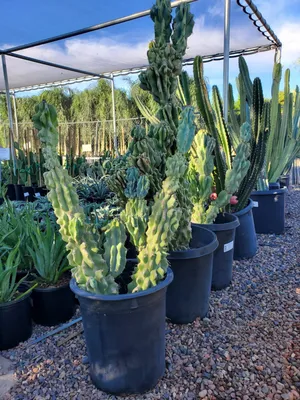 10 Types of Night Blooming Cereus