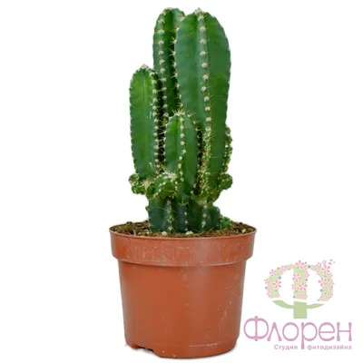 Cereus repandus - Wikipedia