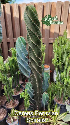 Cactus Cereus Peruvianus - Urban Garden Center