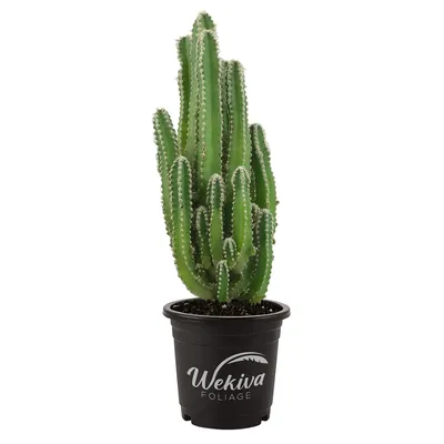 MONSTROSE CACTUS (CACTUS - Cereus peruvianus 'Monstrosus') - Treeland  Nurseries