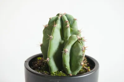 Peruvian Apple Cactus Queen of the Night Cereus Peruvianus Aka Night  Blooming Cactus - Etsy