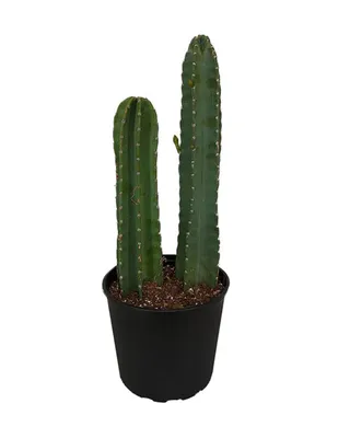 Cereus 'Peruvian Apple Cactus' | Kennedy's Country Gardens | Garden Center  | Scituate, MA