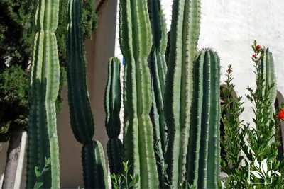cactus / cereus peruvianus (monstrosus) - Plant Shop Seattle