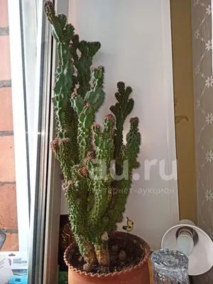 Apple Cactus 'Cereus peruvianus' Info - Shop Online at Planet Desert