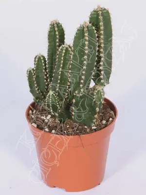 How to Care for Your Cereus Cactus | Le Botanist