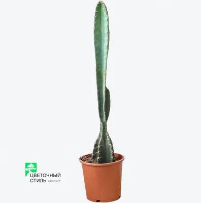 Cactus Cereus Peruvianus – Plantify