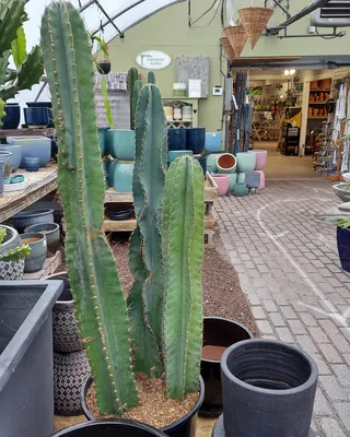 Greenery Unlimited | Cereus Cactus Care