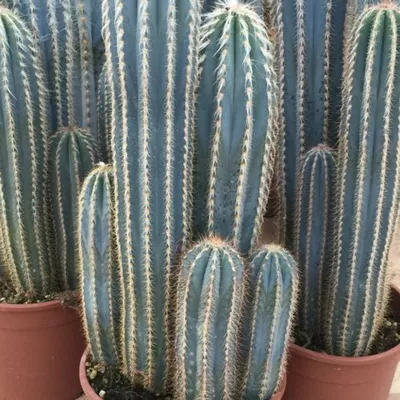Cereus Peruvianus Monstrose, Moon Blooming, Cactus Flower, Cactus,  Succulent, Propagation, Live Plant - Etsy