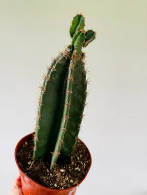 Кактус \"Cereus Peruvianus\" (75см)