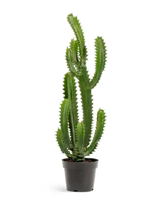 51 TIPOS DE CACTUS CEREUS - YouTube