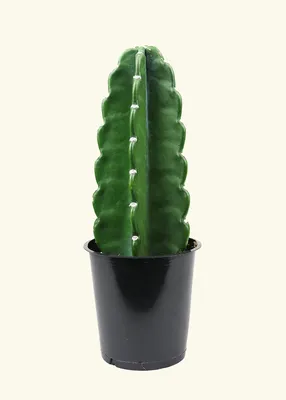 Cereus tetragonus - Fairy Castle Cactus (2\") | Little Prince To Go