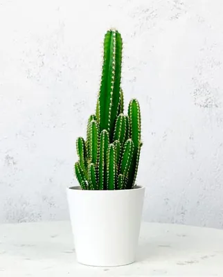 Cereus, a very popular Cactus. Growing Sheet by Giromagi Cactus
