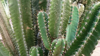 10 Types of Night Blooming Cereus