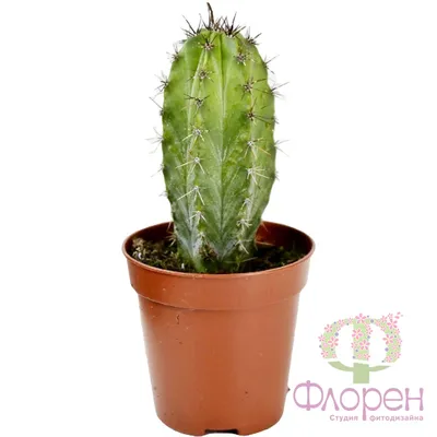 Real Touch Cactus Cereus Jamakaru 143cm - green