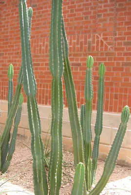Cuddly Cactus (Cereus jamacaru) – Rooted