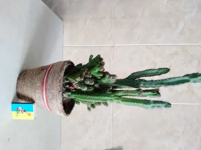 Descubre cuáles son los cactus Cereus más bellos y cultiva alguno en tu  hogar - Foto 1