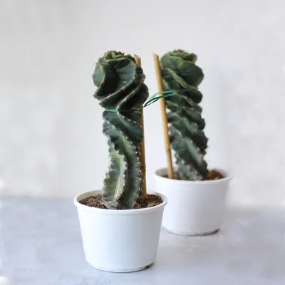 Cereus repandus