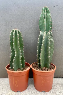 Cereus validus (Cereus forbesii) – Planetcactus