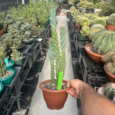 File:Hedge Cactus (Cereus hildmannianus) 2.jpg - Wikimedia Commons