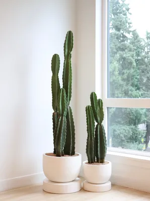 Cereus peruvianus 8\" – Sprout Home