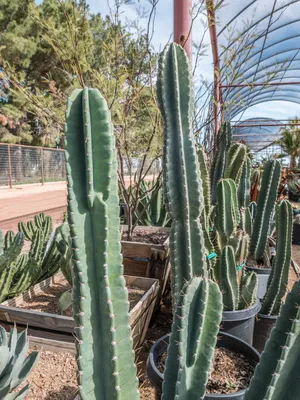 Cereus Peruvianus Monstrose (Crested Apple Cactus) – Kesslers Cacti