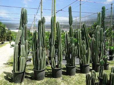 Cereus Cactus – The Cactus Cartel
