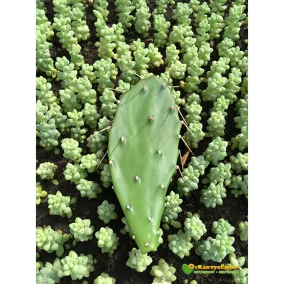 Opuntia gilvescens, western prickly pear cactus, garden